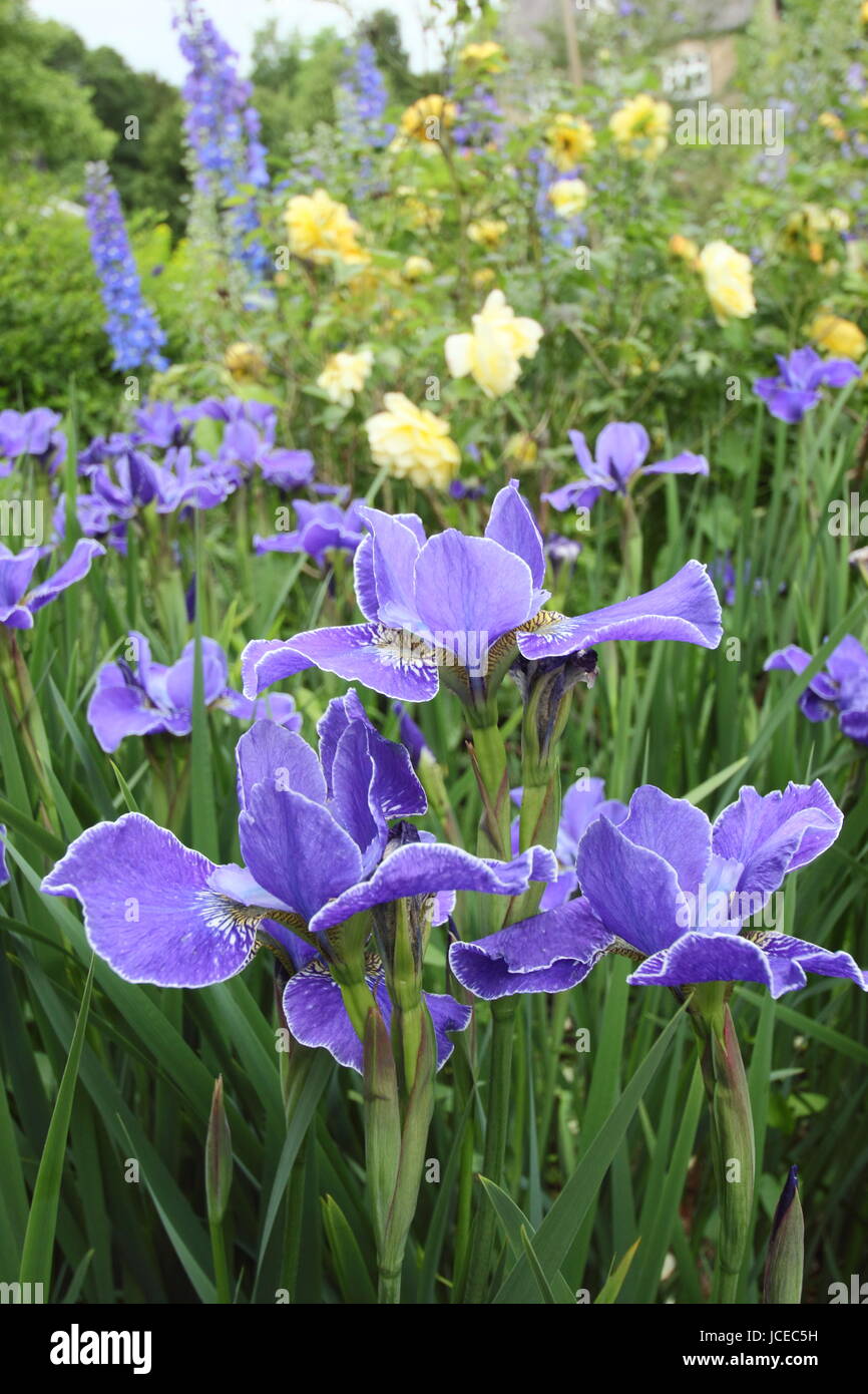 Iris Sibirica 'Silver Edge', a bright blue Siberian Iris in full bloom with  rosa 'Golden Celebration' in the border of an English garden June, UK Stock Photo