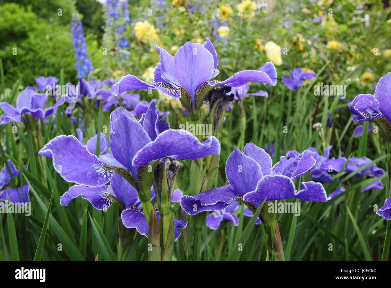 Iris Sibirica 'Silver Edge', a bright blue Siberian Iris in full bloom looking to rosa 'Golden Celebration' in the border of an English garden in June Stock Photo