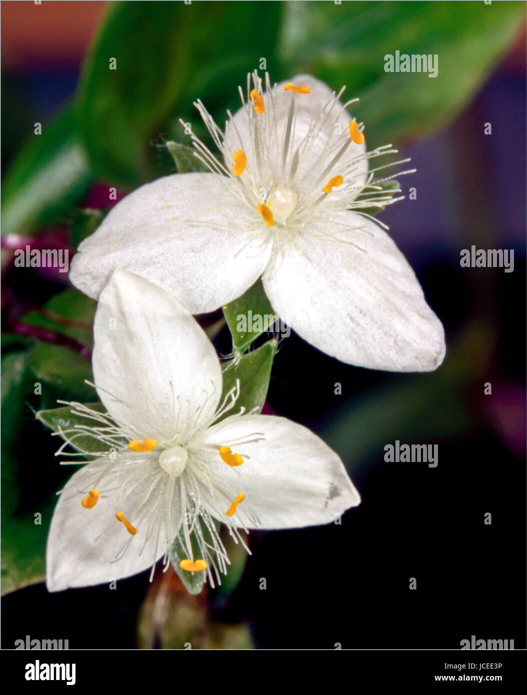 Tradescantia flower Stock Photo