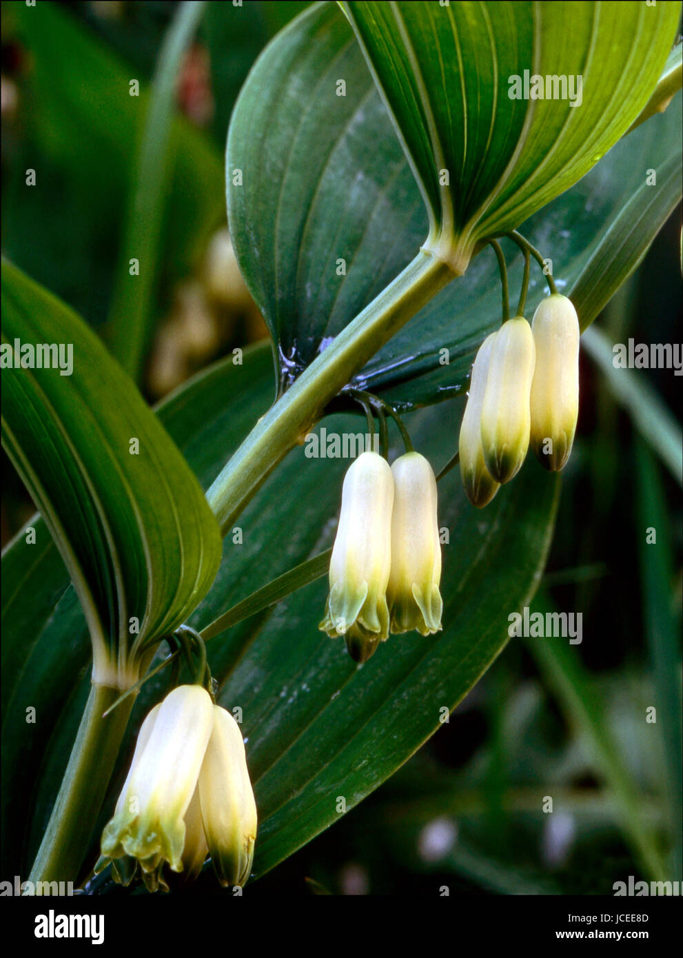 Polygonatum odoratum Stock Photo