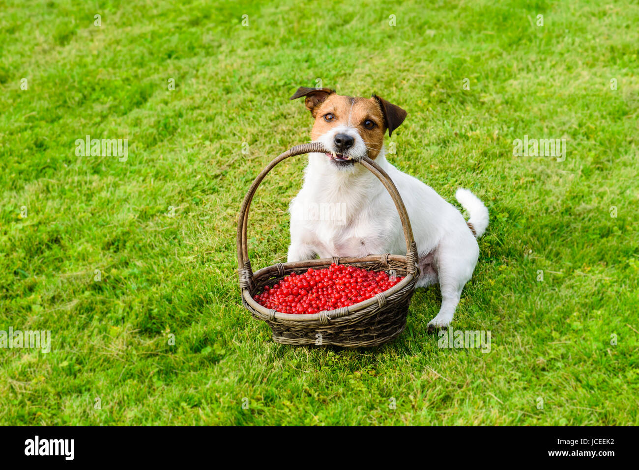 Cute gardener carrying basket full of red berries at green grass lawn Stock Photo