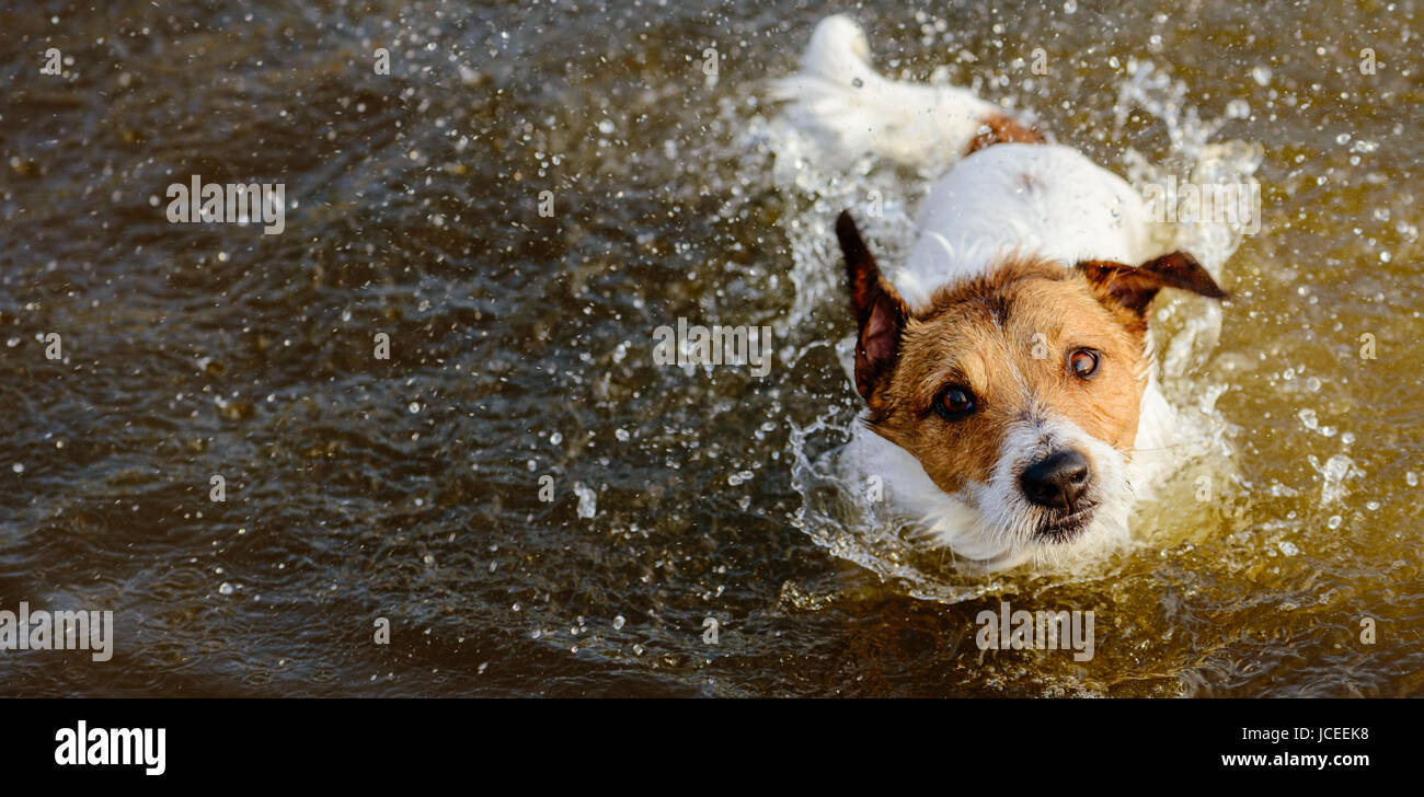 Cute dog shaking off and splashing in water looking at camera Stock Photo