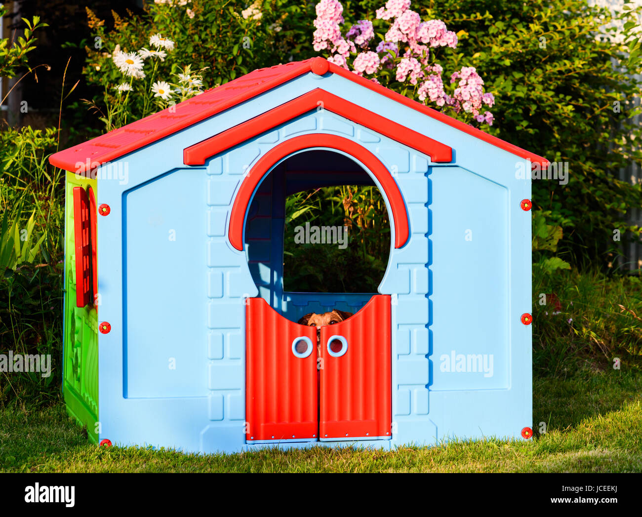 Dog playing hide and seek game at garden playground house Stock Photo