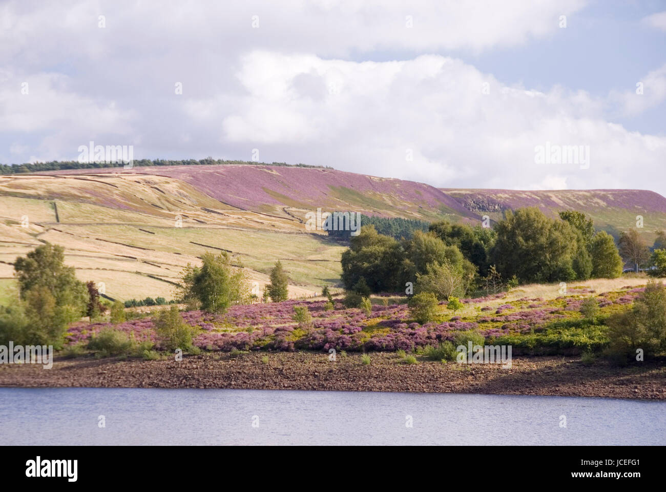 Pink and green moorland landscape with trees and heather in flower, August in the Holme Valley, West Yorkshire, UK Stock Photo