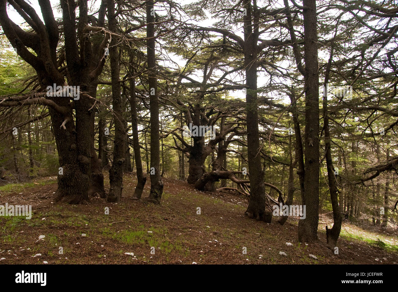 Barouk cedar trees hi-res stock photography and images - Alamy