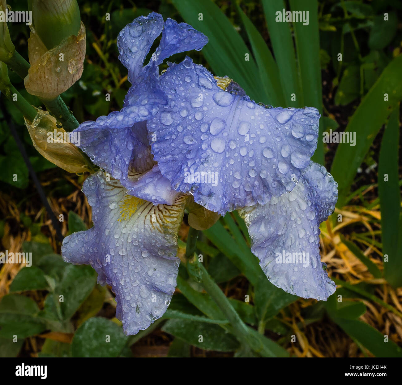 Iris blue flower hi-res stock photography and images - Alamy