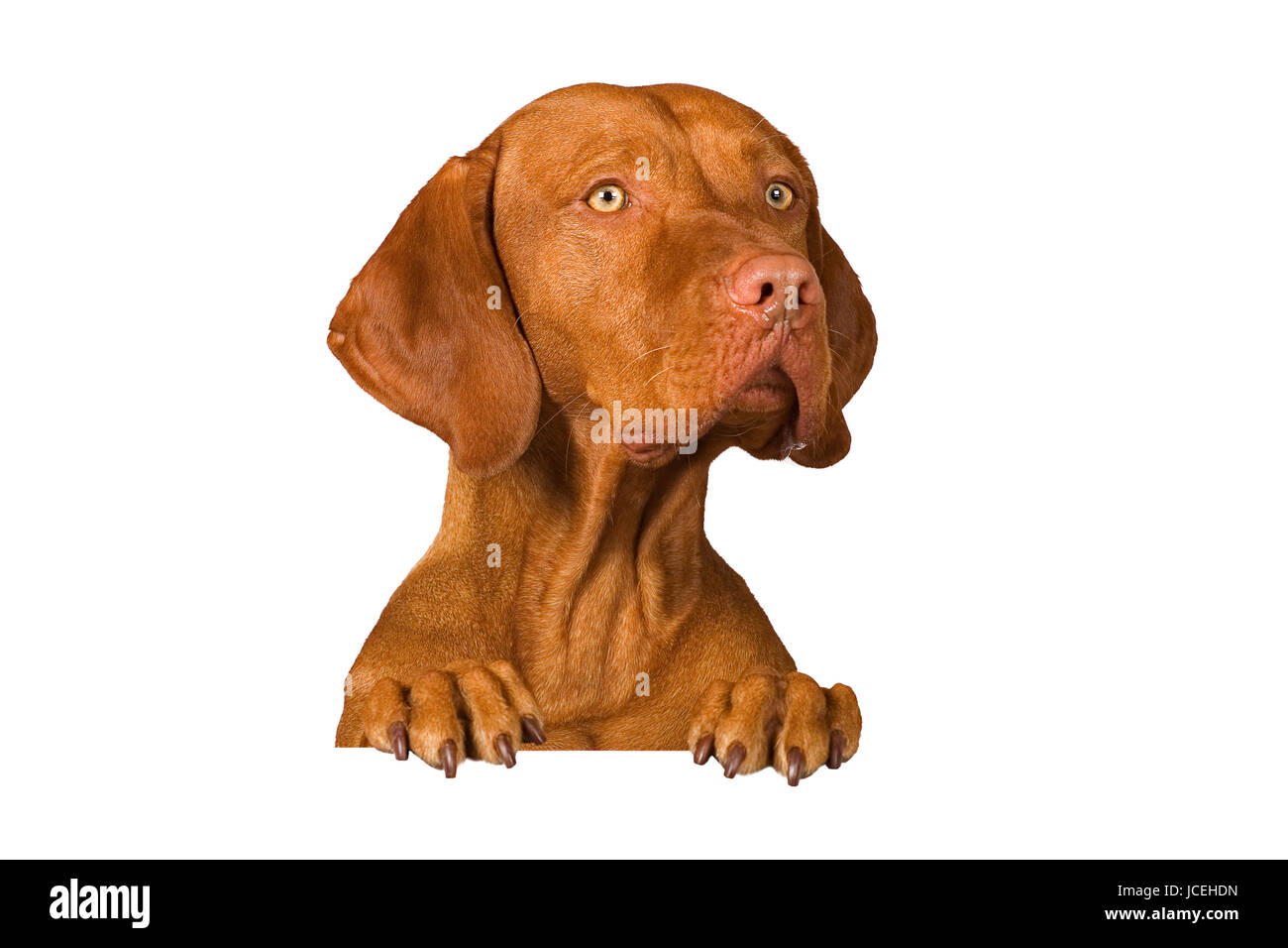 dog portrait isolated on white background Stock Photo - Alamy
