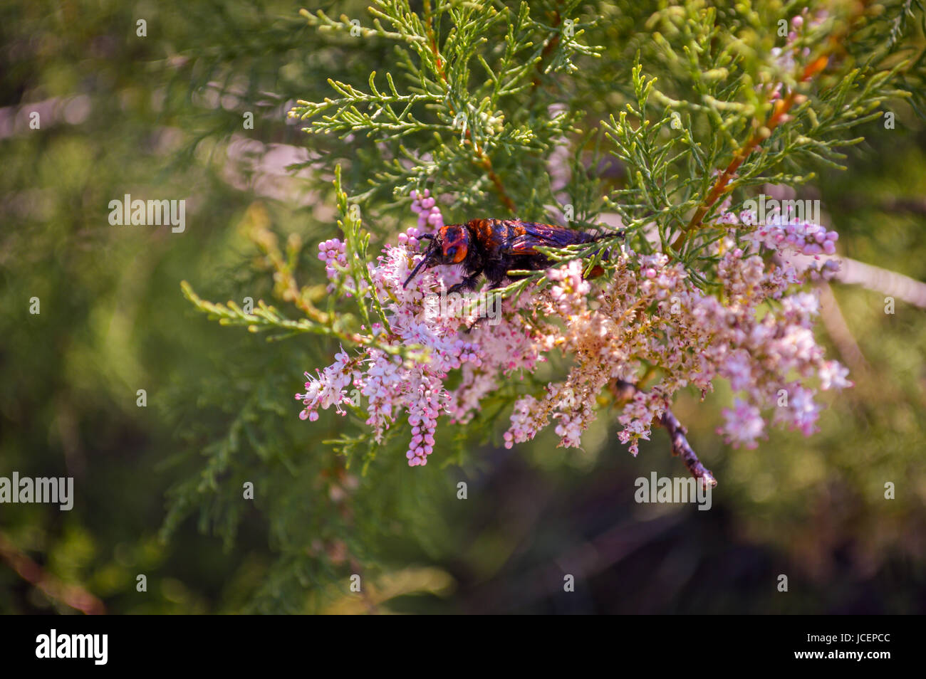 A firebug (Pyrrhocoris apterus) on a blooming branch, the island of Krk, Croatia Stock Photo
