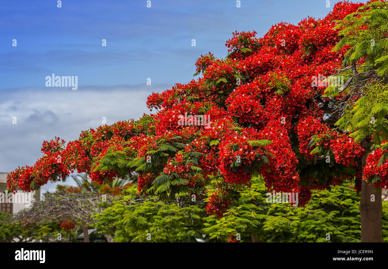 glorious flame tree Stock Photo - Alamy