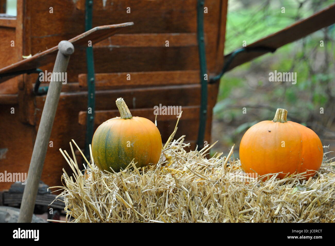 Pumpkin,Evergreen Country Look in Herrenhausen Gardens Hanover Germany. Stock Photo