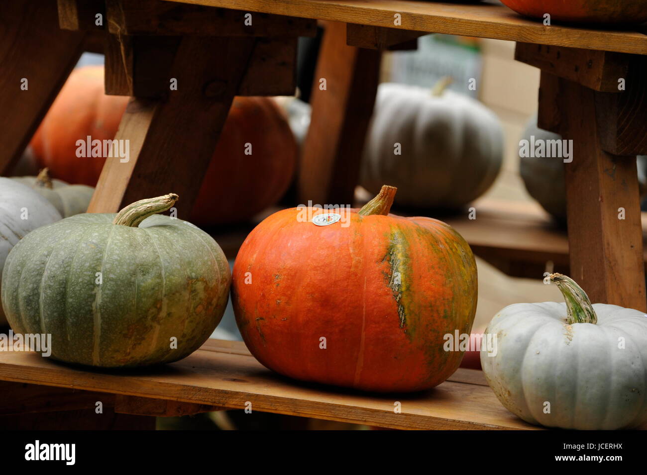 Pumpkin,Evergreen Country Look in Herrenhausen Gardens Hanover Germany. Stock Photo