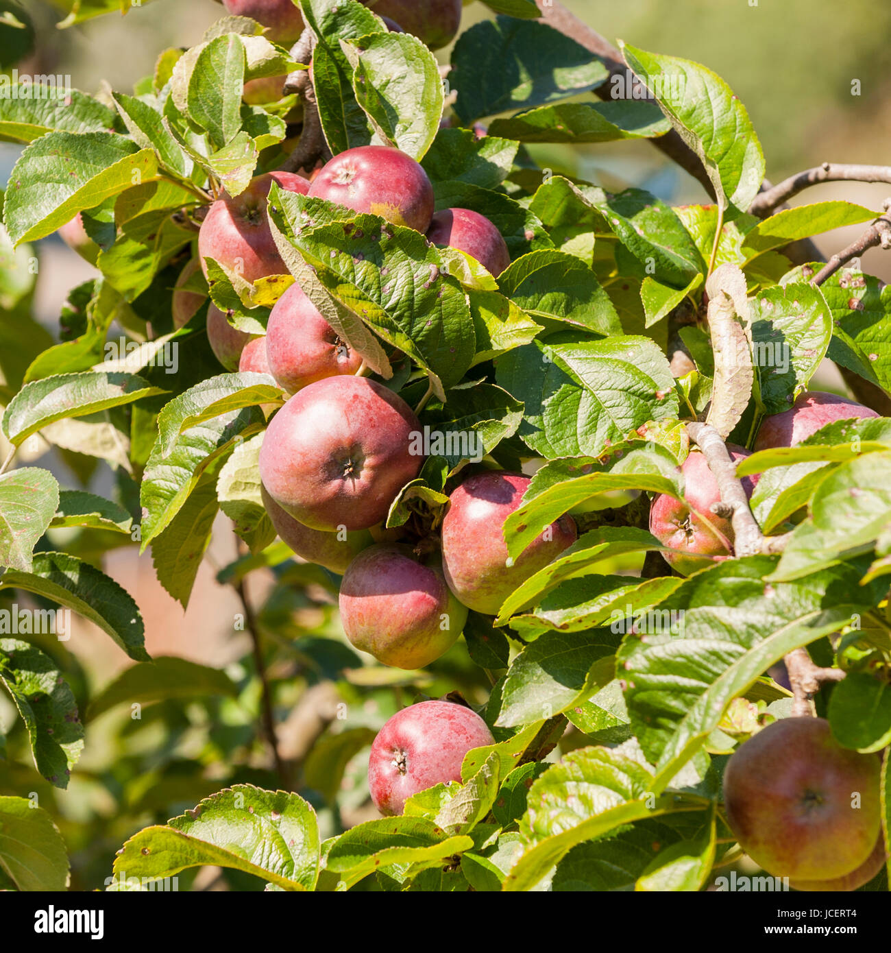 My Image 22