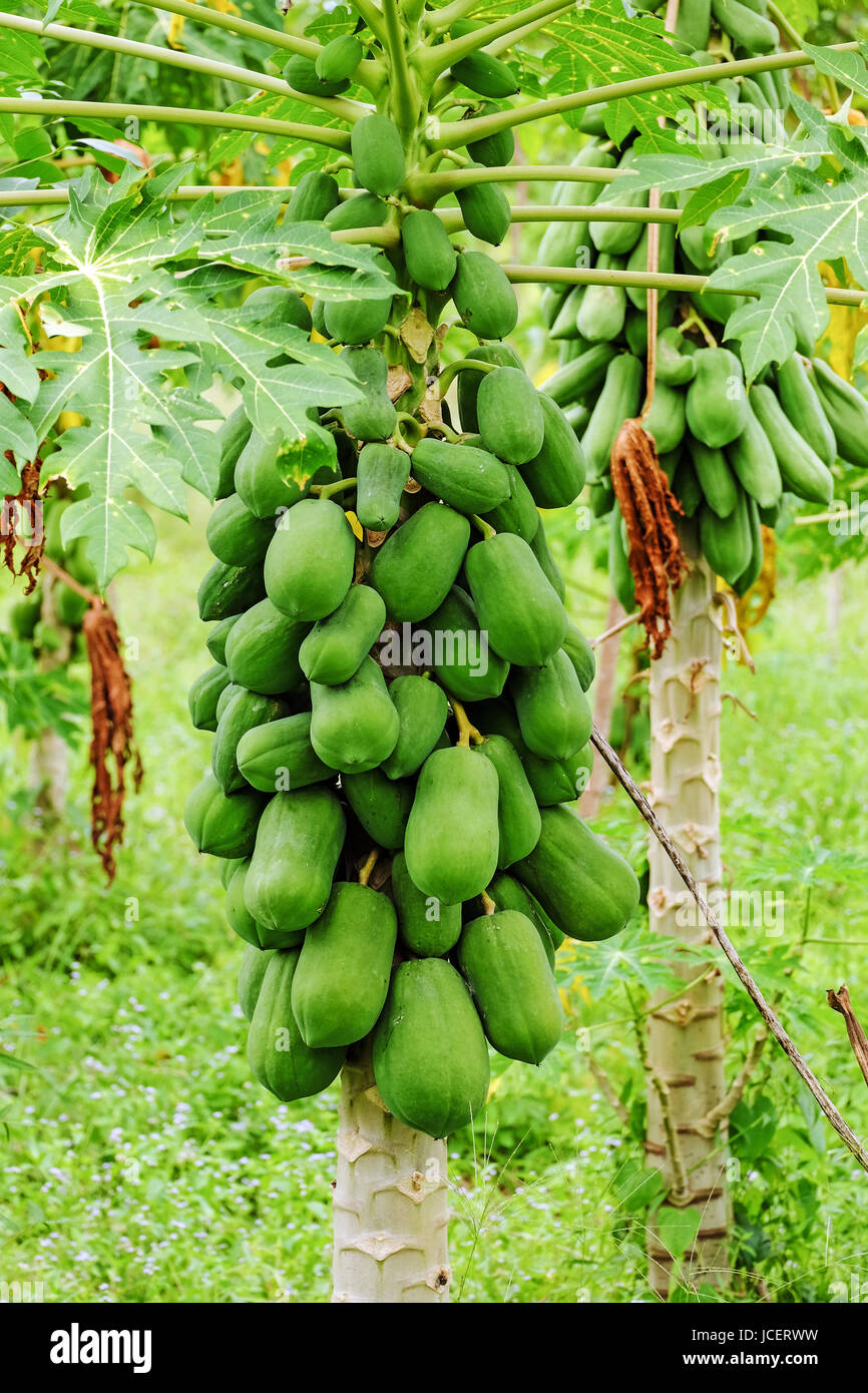 Papayabaum, tropischer Baum mit Obst in der Plantage Stock Photo Alamy