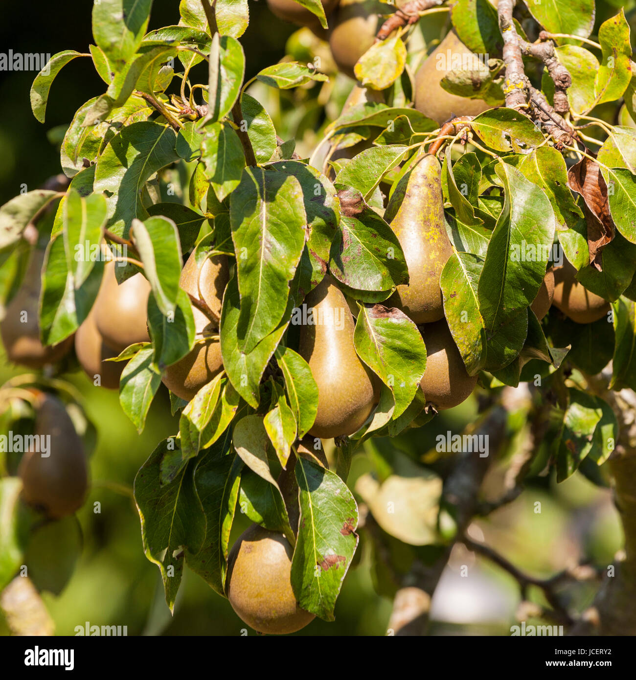 Pears ready to pick from the tree in the Uk Stock Photo Alamy