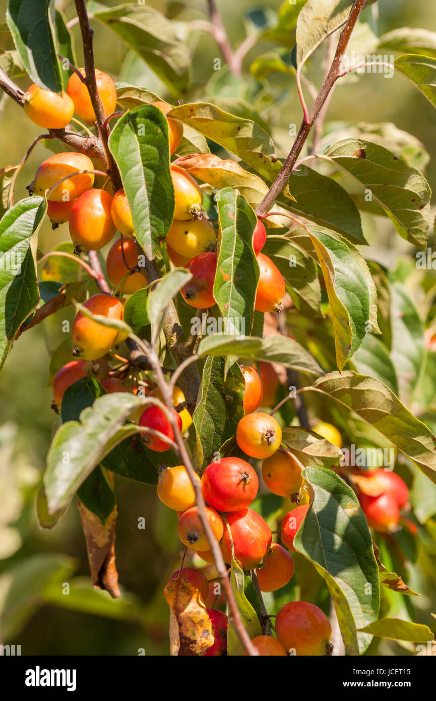 Crab apples on a tree in the Uk Stock Photo Alamy