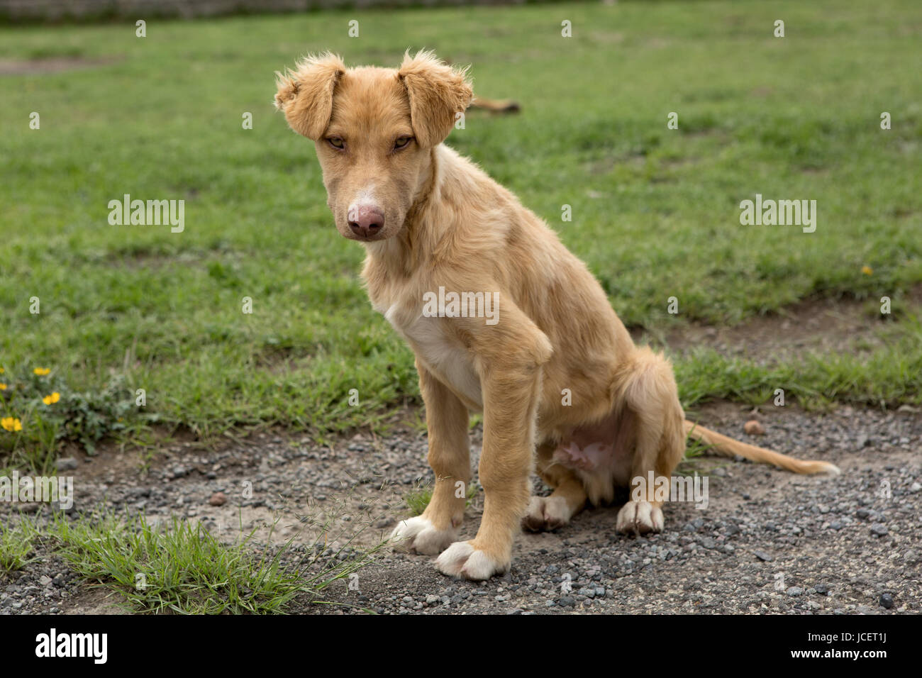 Mexican mutt stray dog sitting outdoors Stock Photo - Alamy