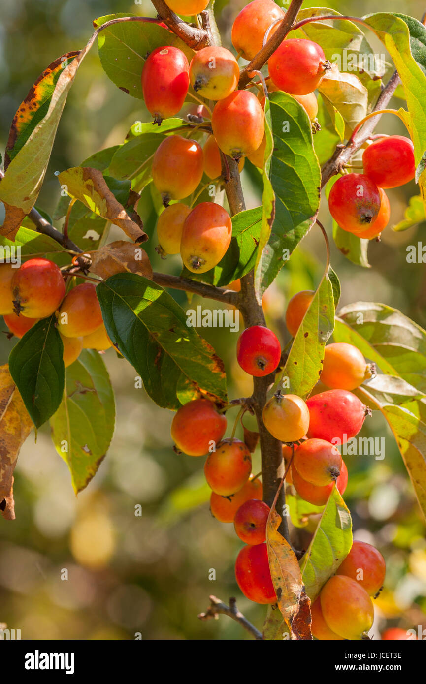 Crab apples on a tree in the Uk Stock Photo Alamy