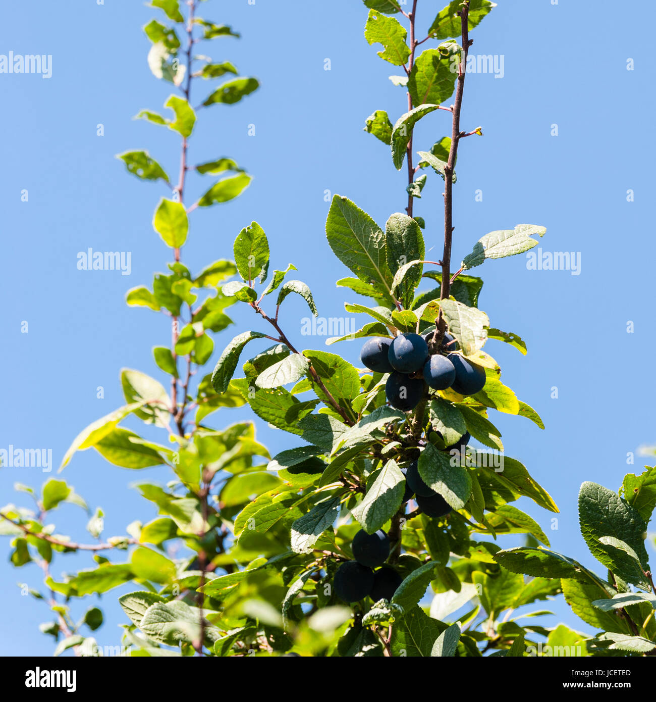 Damson trees hires stock photography and images Alamy