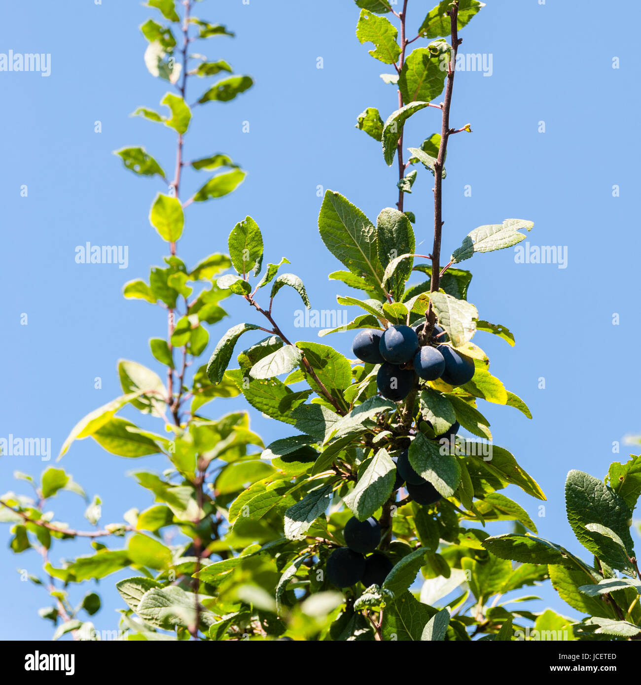 Ripe Damson plums on a tree in the Uk Stock Photo