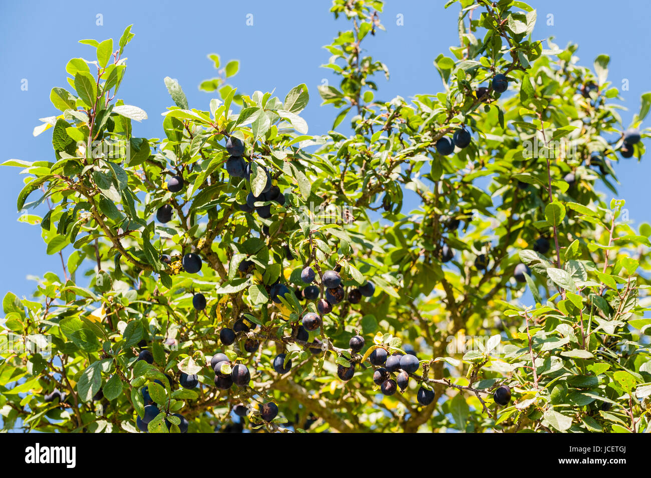 Ripe Damson plums on a tree in the Uk Stock Photo Alamy
