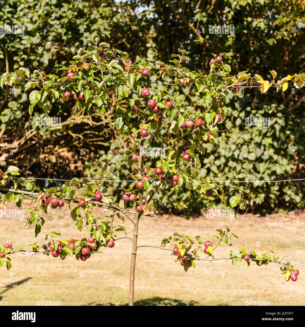 Trained apple trees hires stock photography and images Alamy