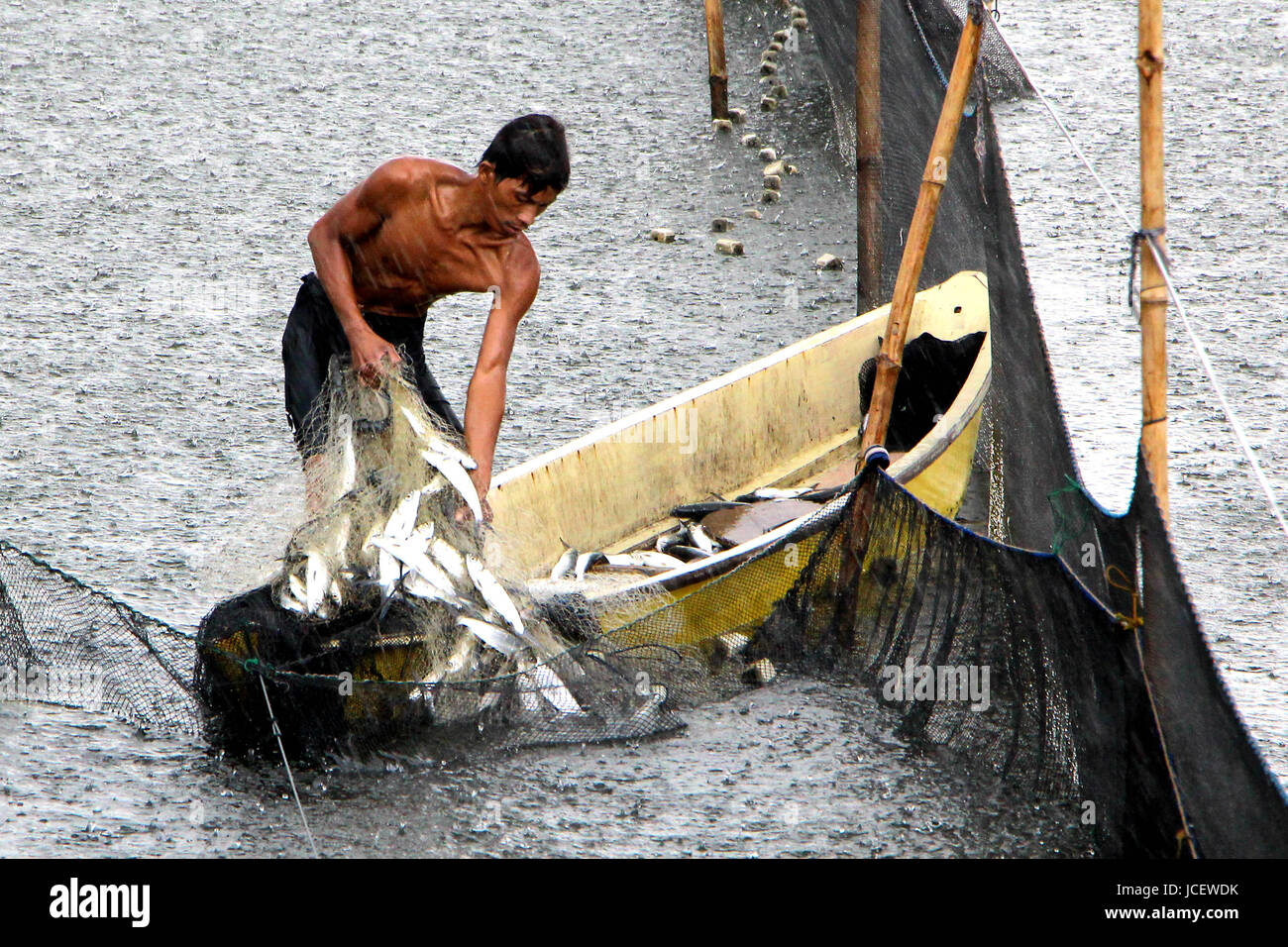 Fisherman makes a bountiful harvest of Milk fish or “Bangus” at a