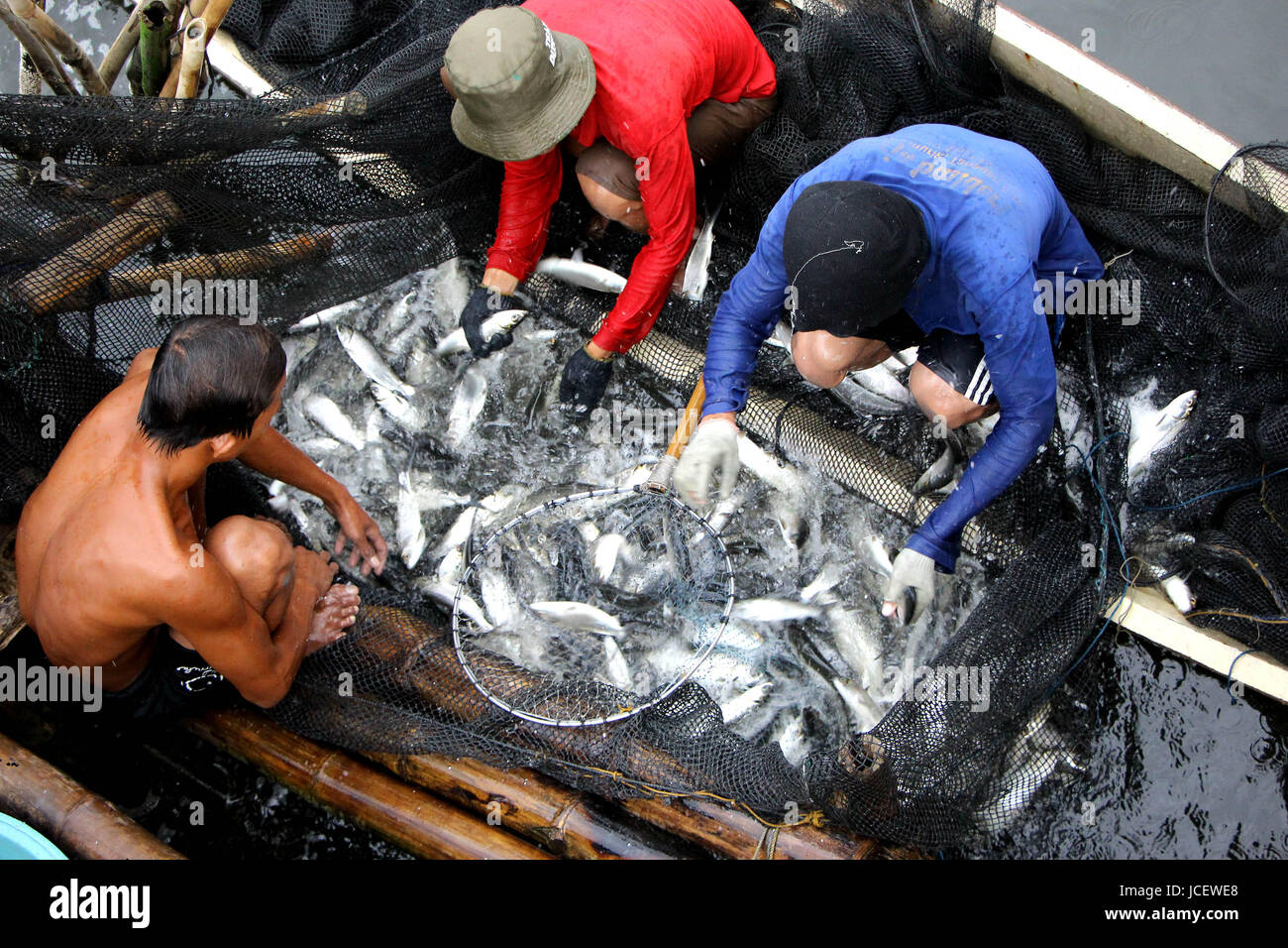 Fisherman makes a bountiful harvest of Milk fish or “Bangus” at a ...