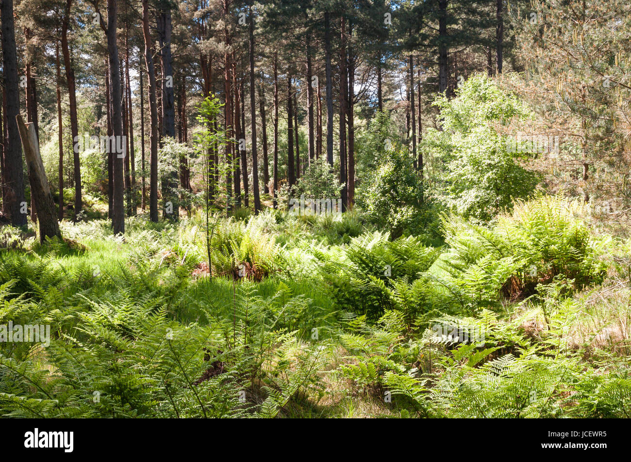 Roseisle Forest near Burghead, Moray, Scotland Stock Photo Alamy