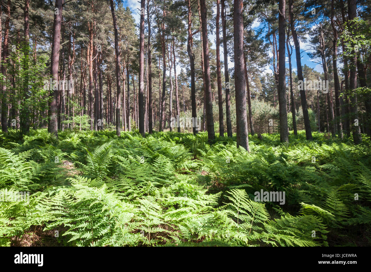 Roseisle Forest near Burghead, Moray, Scotland Stock Photo Alamy