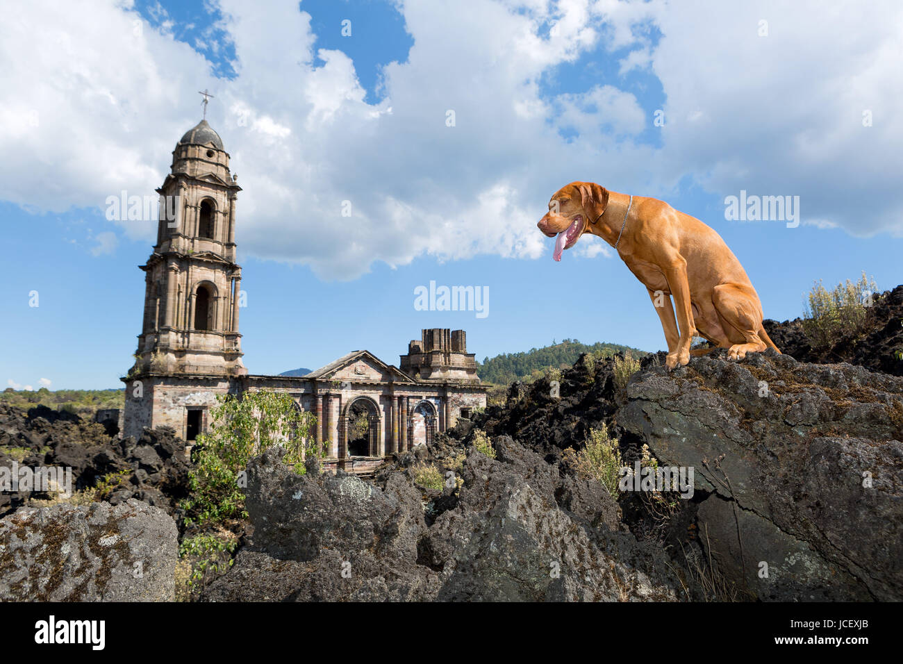 golden color dog sitting on lava rock at the burried  San Juan Parangaricutiro Church by the Paricutin volcano in Mexico Stock Photo