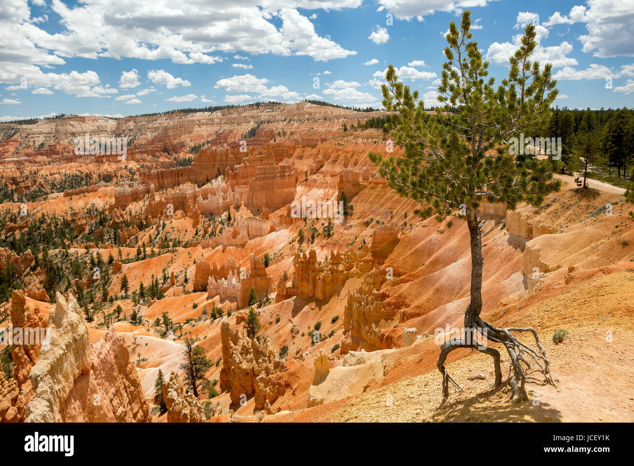lone pine tree on the side of the canyon Stock Photo - Alamy