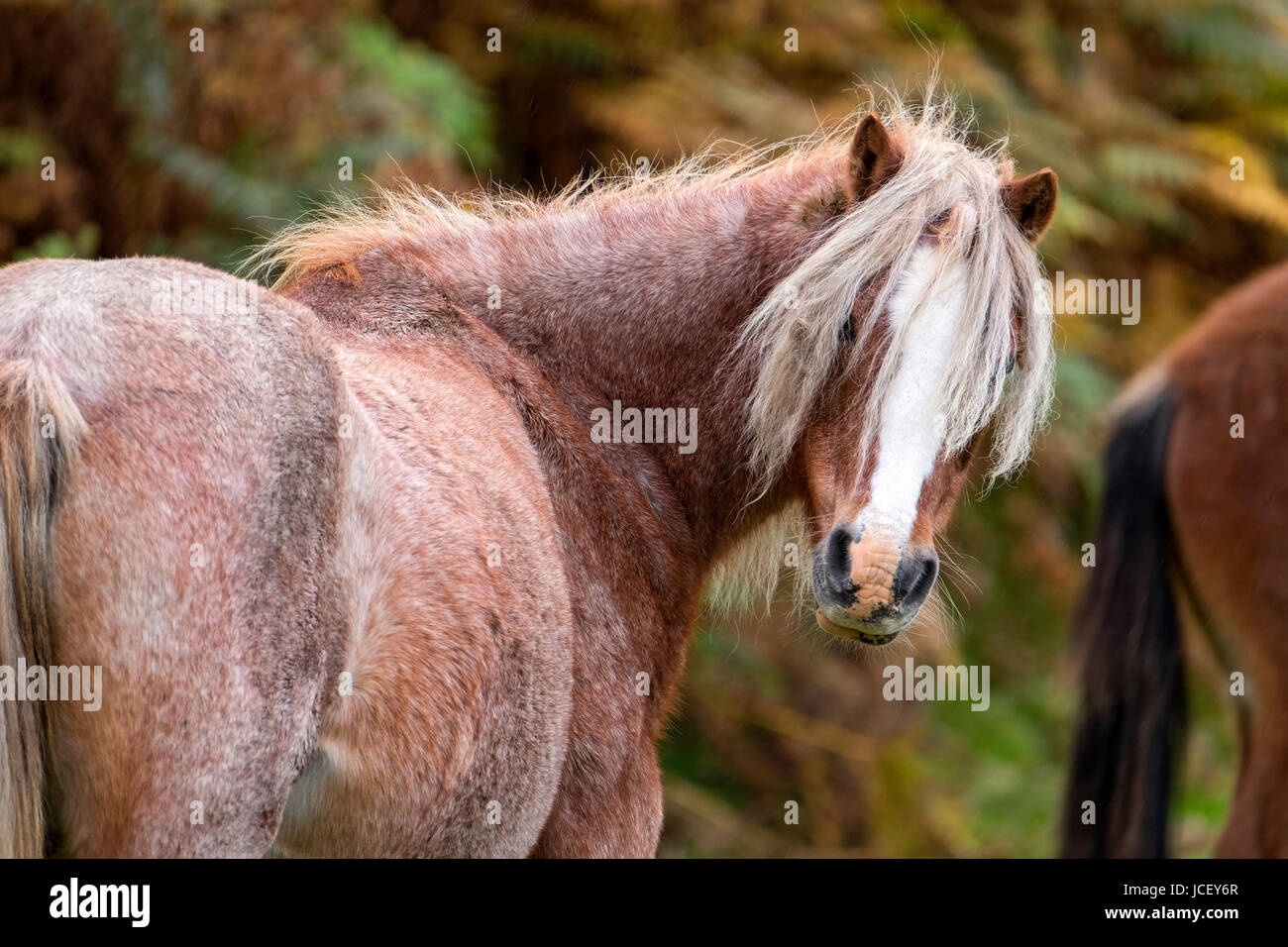 Wild Welsh Mountain Pony, Conwy Mountain, North Wales, UK Stock Photo