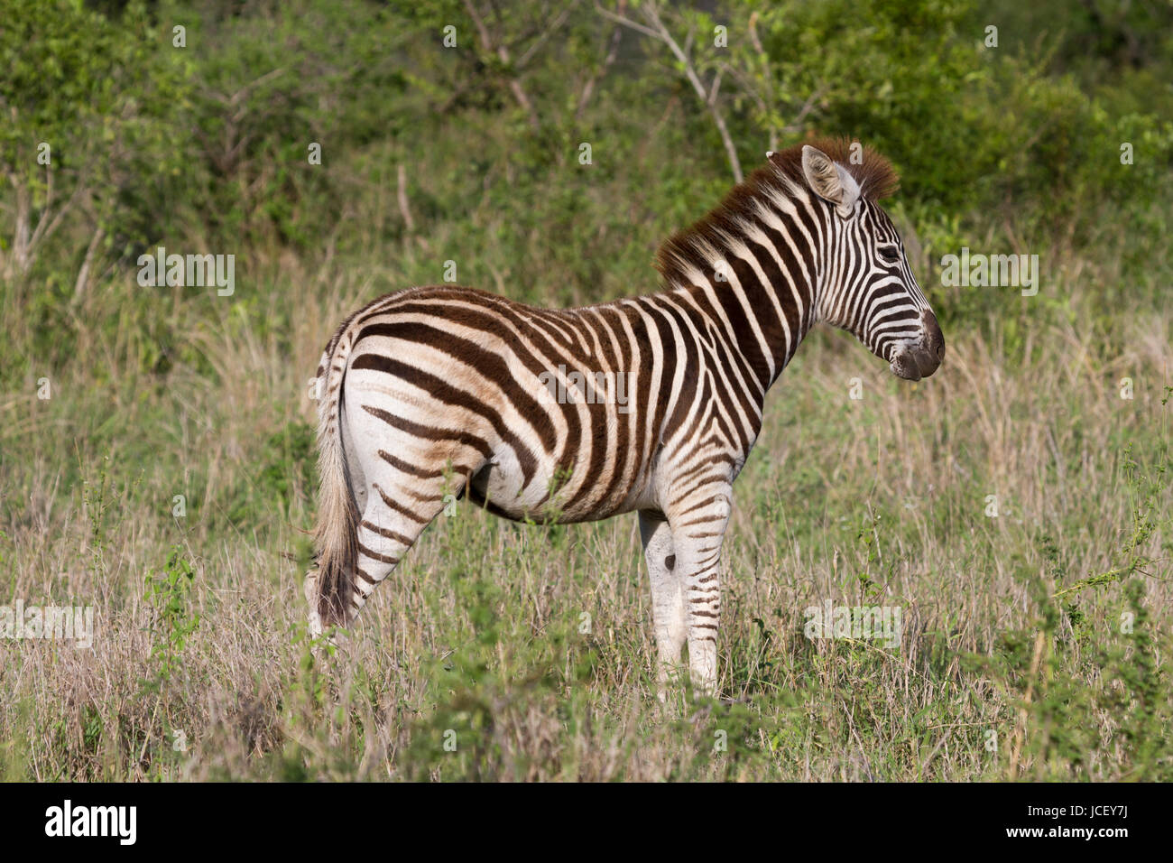 Plains Zebra (Equus quagga) Stock Photo