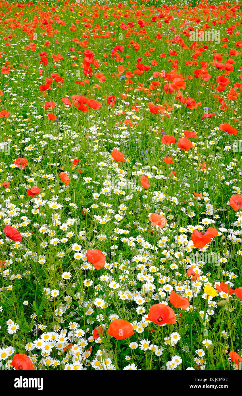 England wildflowers hires stock photography and images Alamy
