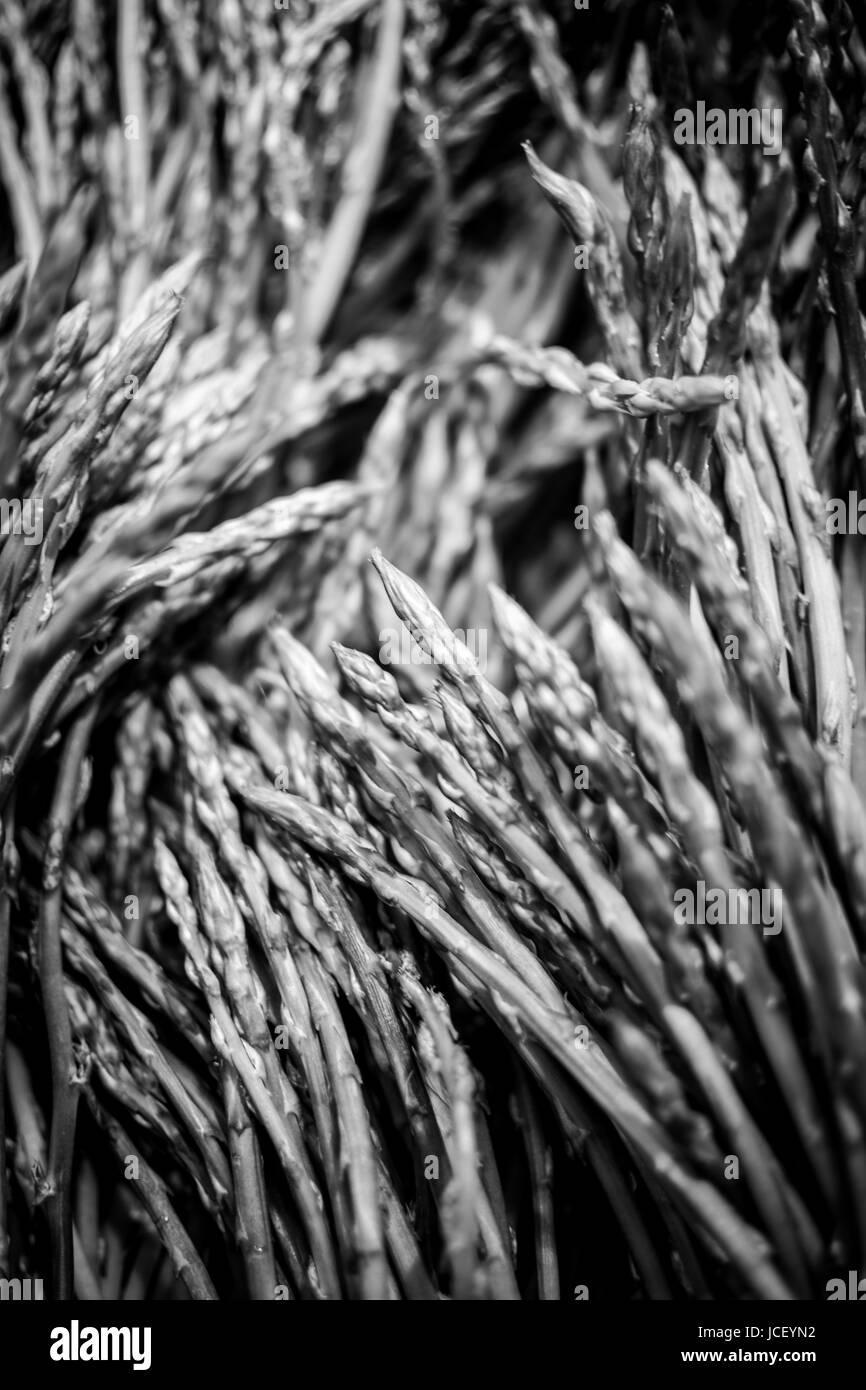 Asparagus. Abstract Nature Design. Inspirational Artistic Image. Fine Art. Black and White. Stock Photo