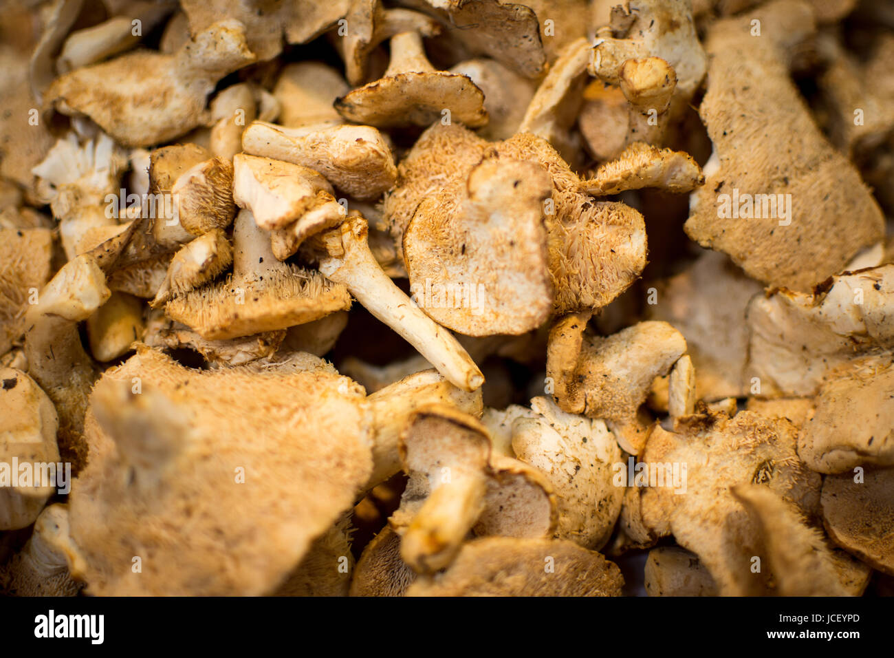 Pile of Dried Shiitake Mushrooms Close Up Background. Healthy Eating