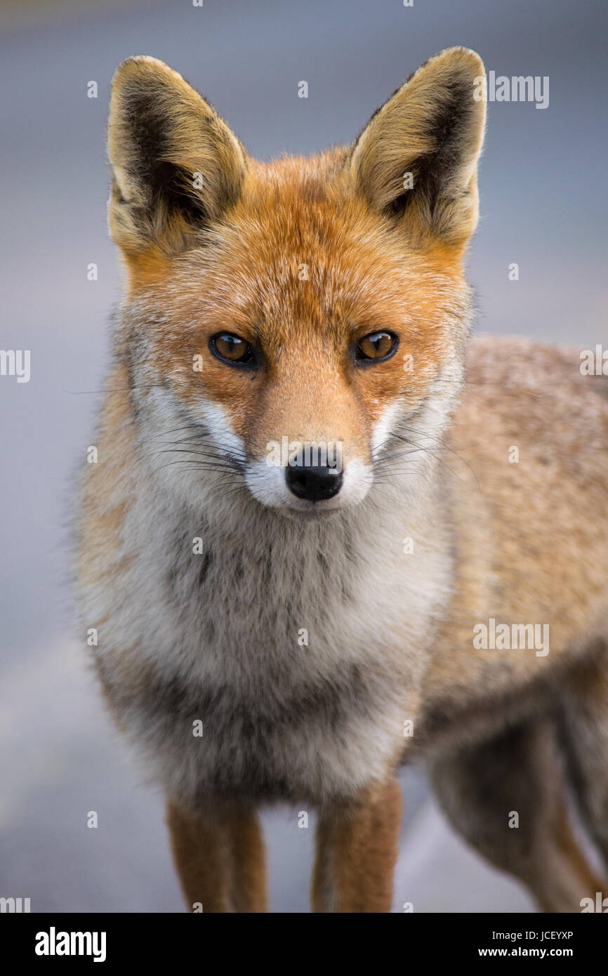 Fox Portrait Stock Photo