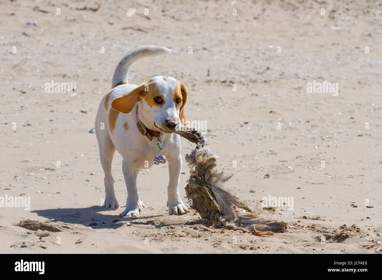 Is Crosby Beach Dog Friendly