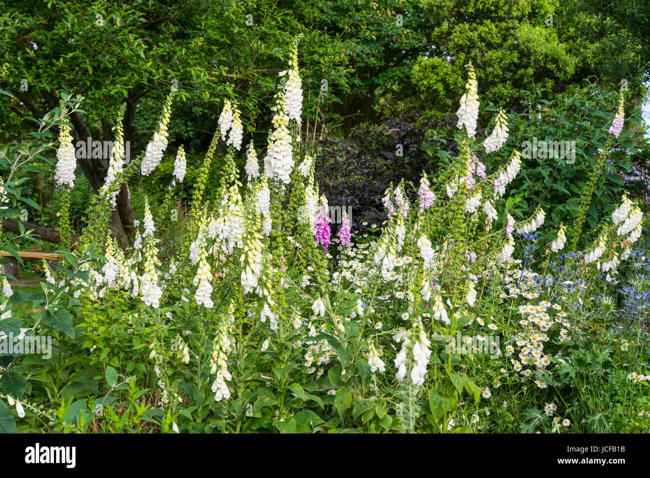 Foxgloves (Digitalis purpurea) growing in a park in Summer in West Sussex, England, UK. Stock Photo