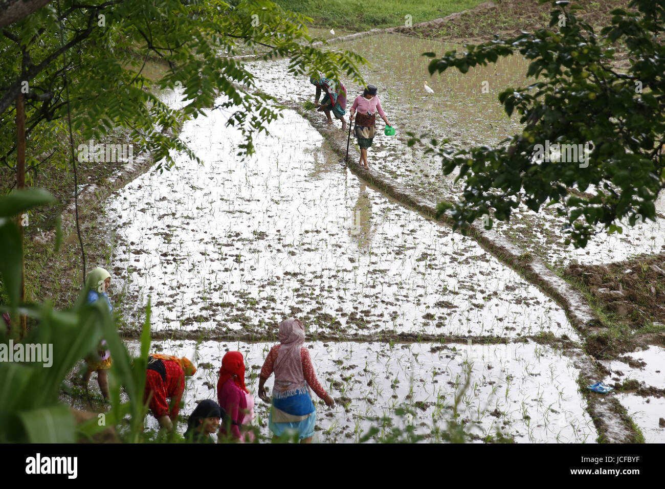 Women planting rice nepal hi-res stock photography and images - Alamy