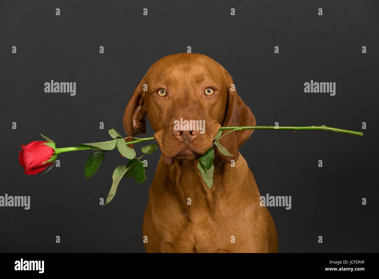 pure breed dog holding rose stem in mouth Stock Photo