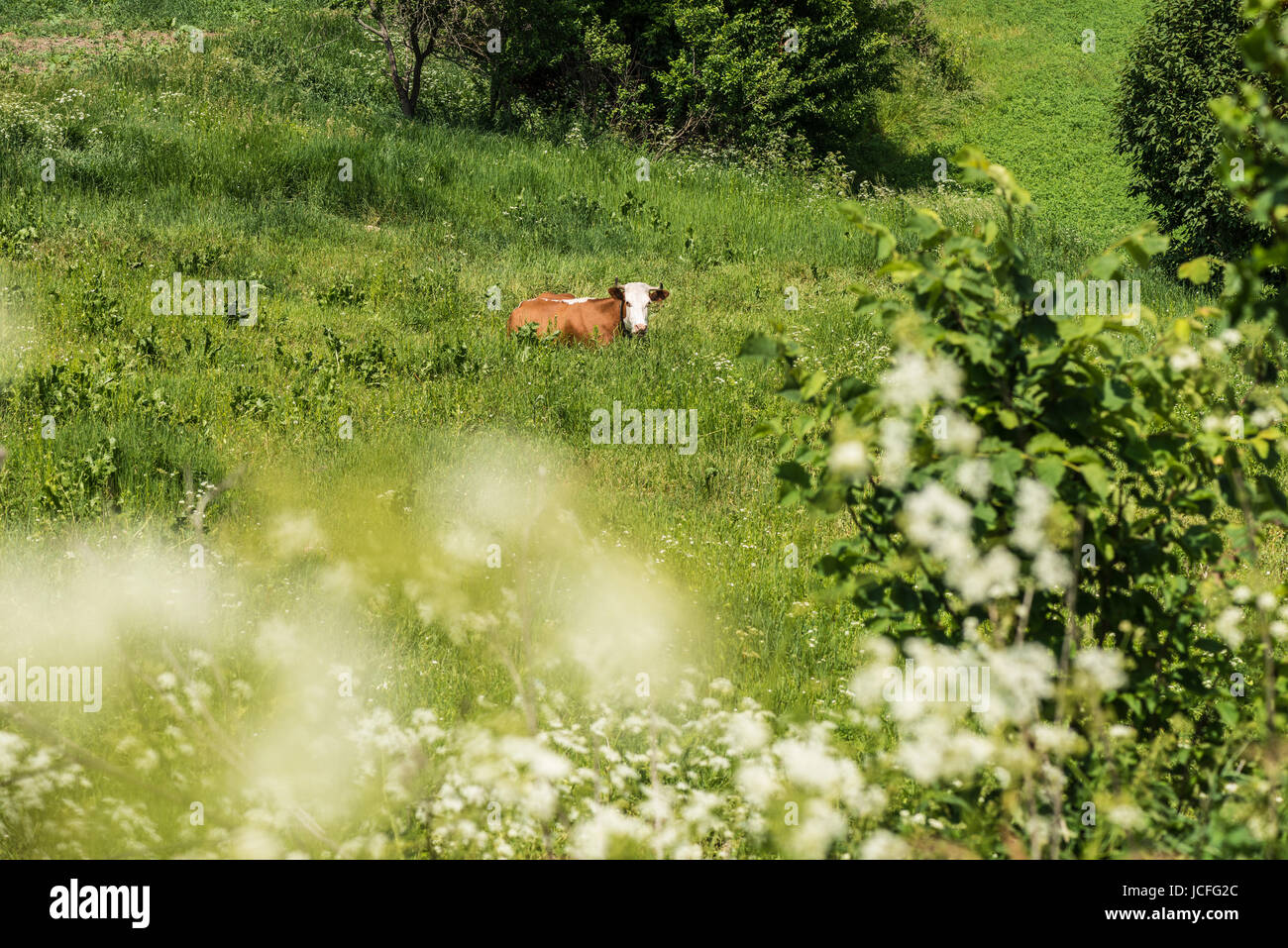Cow is resting in the green field Stock Photo - Alamy