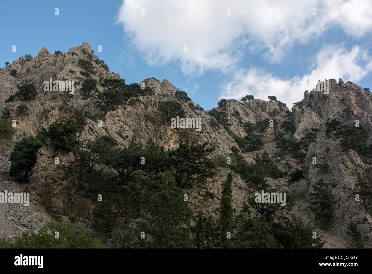 The Aleppo Pine is growing around the Mediterranean Coast as here in the Imbros Gorge at the southwest coast of Crete.  Die Aleppo-Kiefer wächst in vi Stock Photo