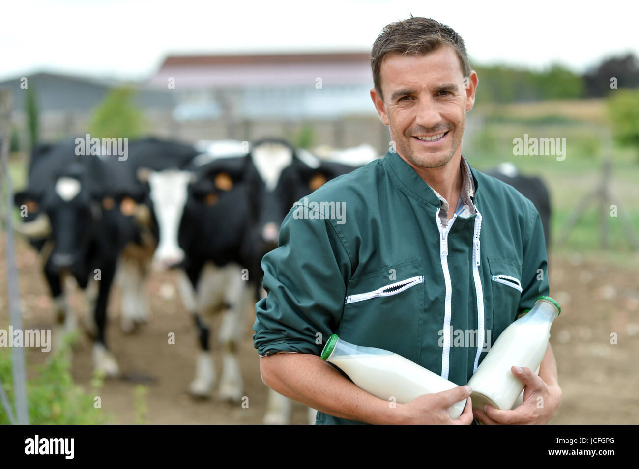 Farmer standing in front of cow herd with bottles of milk Stock Photo