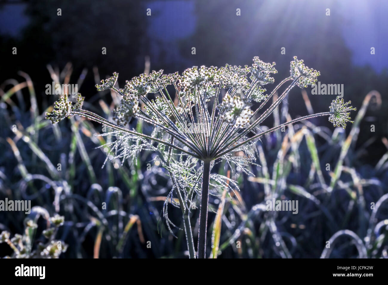 Wonderful flower of dill at dawn in summer Stock Photo Alamy