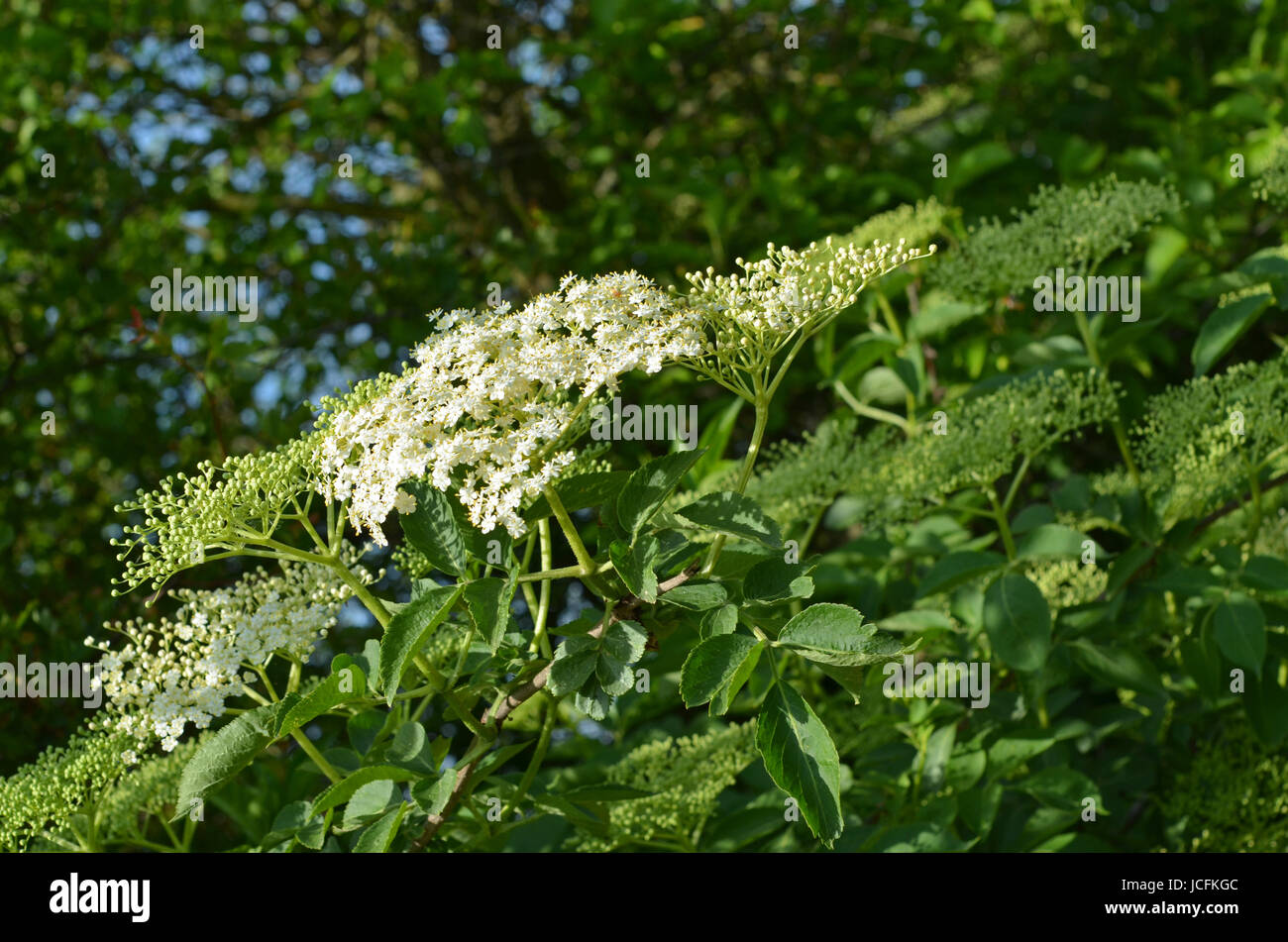 Treacle tree hi-res stock photography and images - Alamy