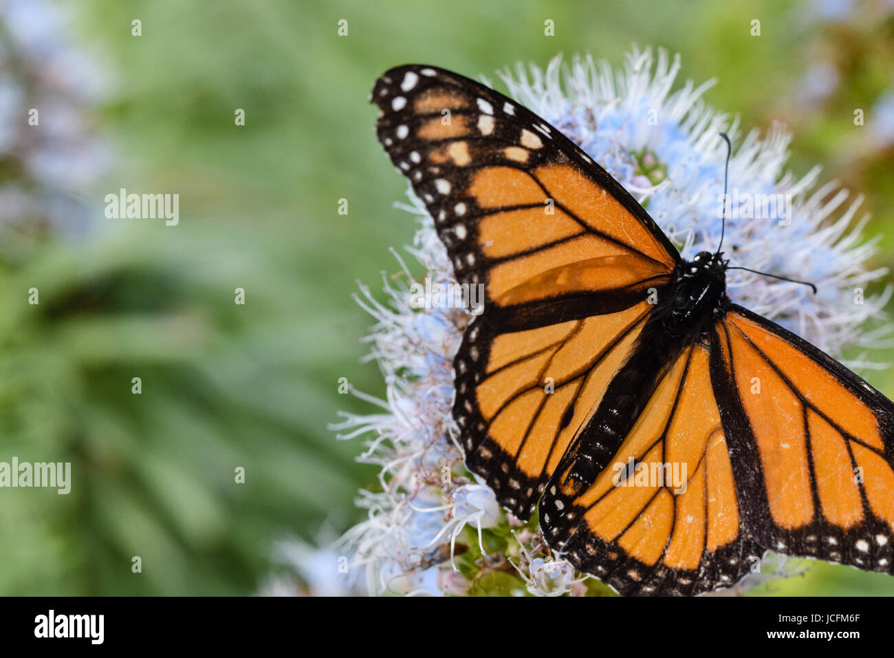 Butterfly Pollen Stock Photos & Butterfly Pollen Stock Images Alamy