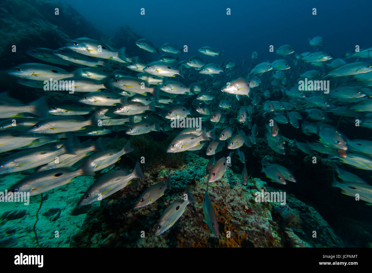 School of Russell's snapper (Lutjanus russellii) fish in the blue sea ...