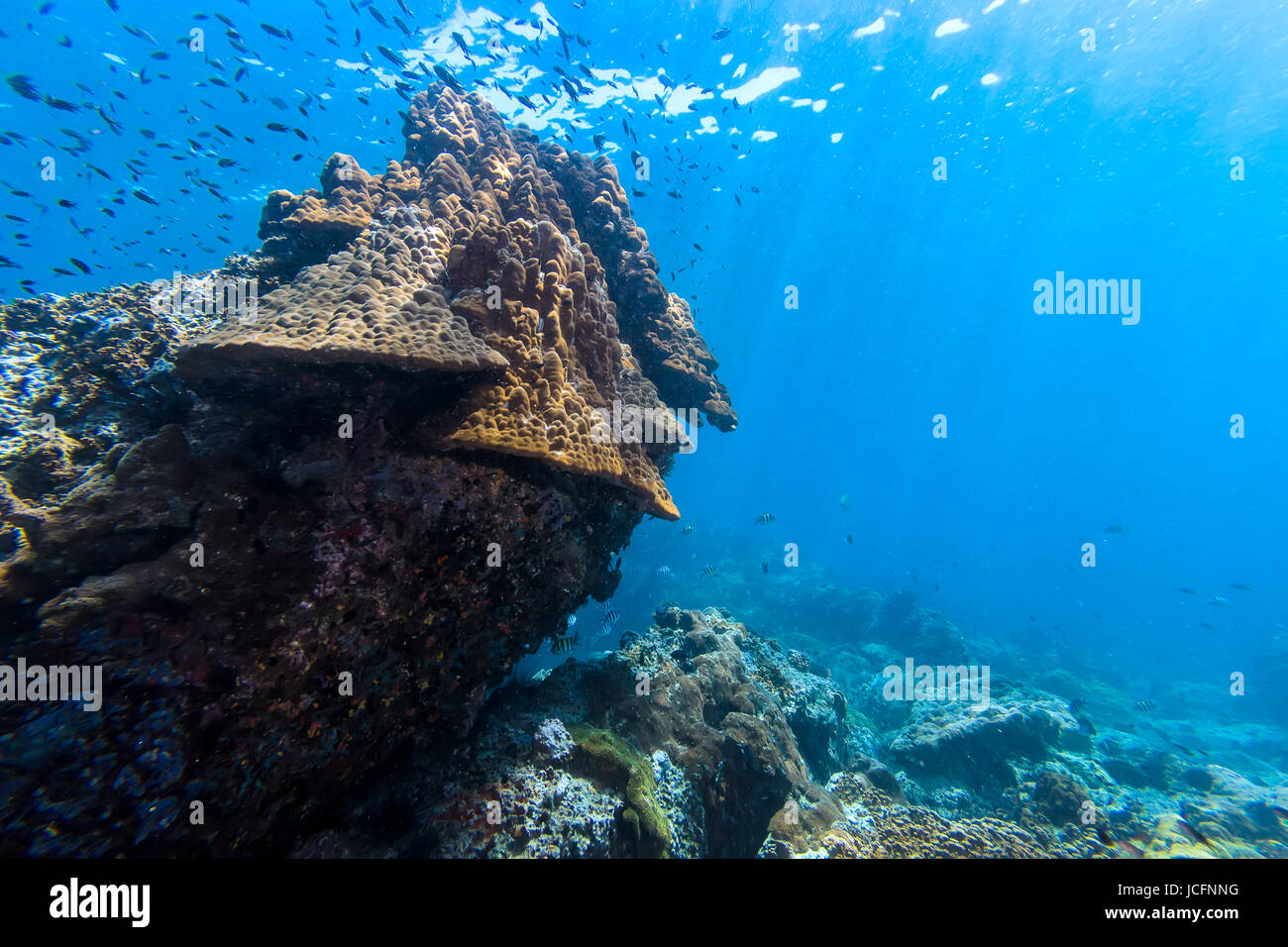 underwater picture of coral reef on the rock in the blue water Stock ...