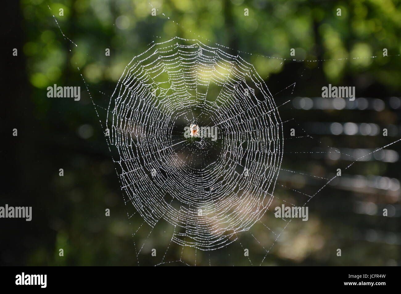 Web animal hi-res stock photography and images - Alamy